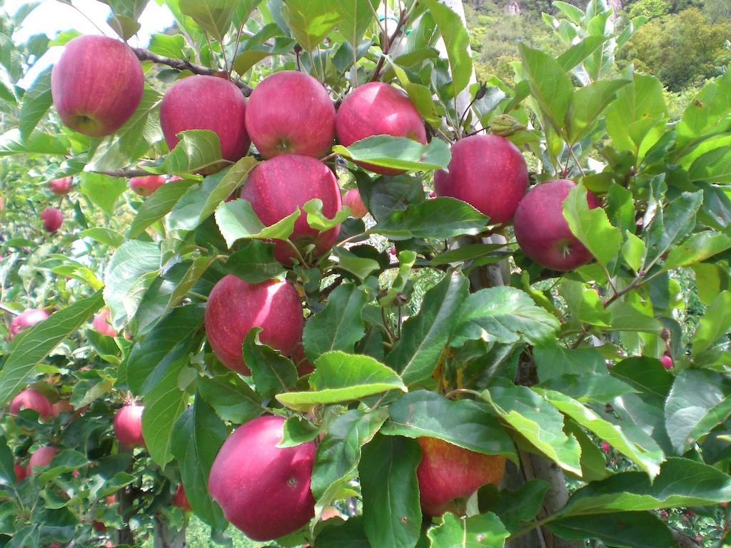 הוילה קאסטלרוטו Schiedhof מראה חיצוני תמונה